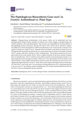 The Peptidoglycan Biosynthesis Gene Murc in Frankia: Actinorhizal Vs