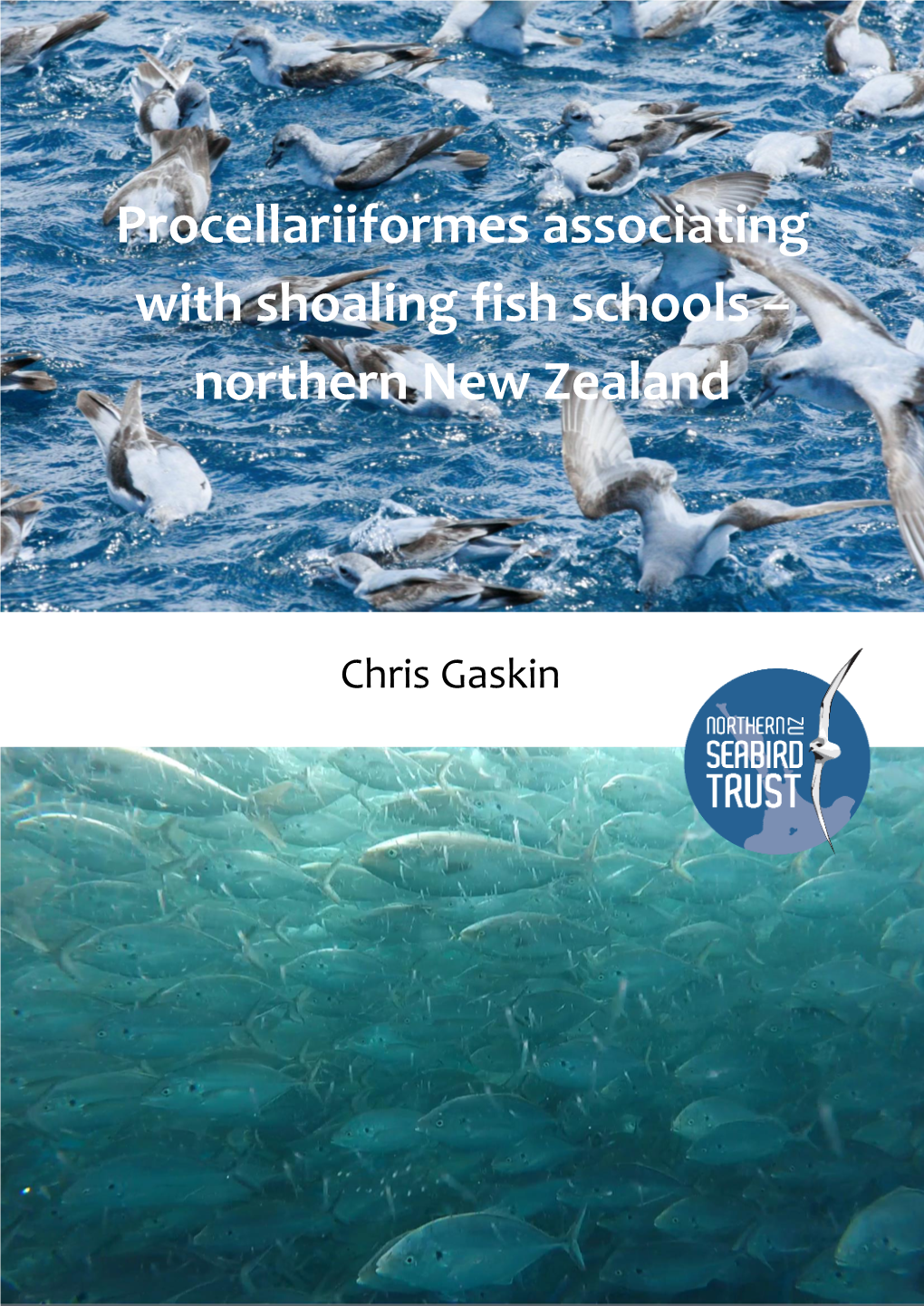 Procellariiformes Associating with Shoaling Fish Schools – Northern New Zealand