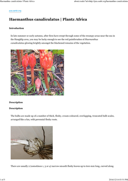 Haemanthus Canaliculatus | Plantz Africa About:Reader?Url=