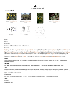 Acacia Plicata Maslin