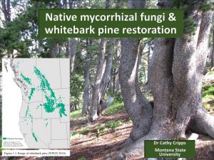 Native Mycorrhizal Fungi and Whitebark Pine Restoration