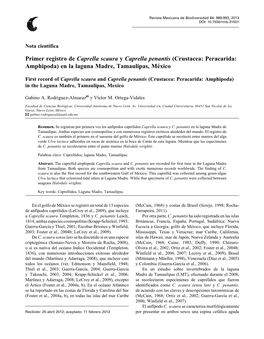 Primer Registro De Caprella Scaura Y Caprella Penantis (Crustacea: Peracarida: Amphipoda) En La Laguna Madre, Tamaulipas, México