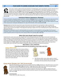 Your Guide to Canine Color and Trait Genetic Testing