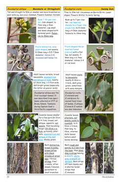 Eucalyptus Ovata Swamp Gum Tall and Straight to 50M Or Smaller and More Branched on Tree to 20M Tall