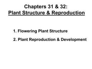 Chapters 31 & 32: Plant Structure & Reproduction