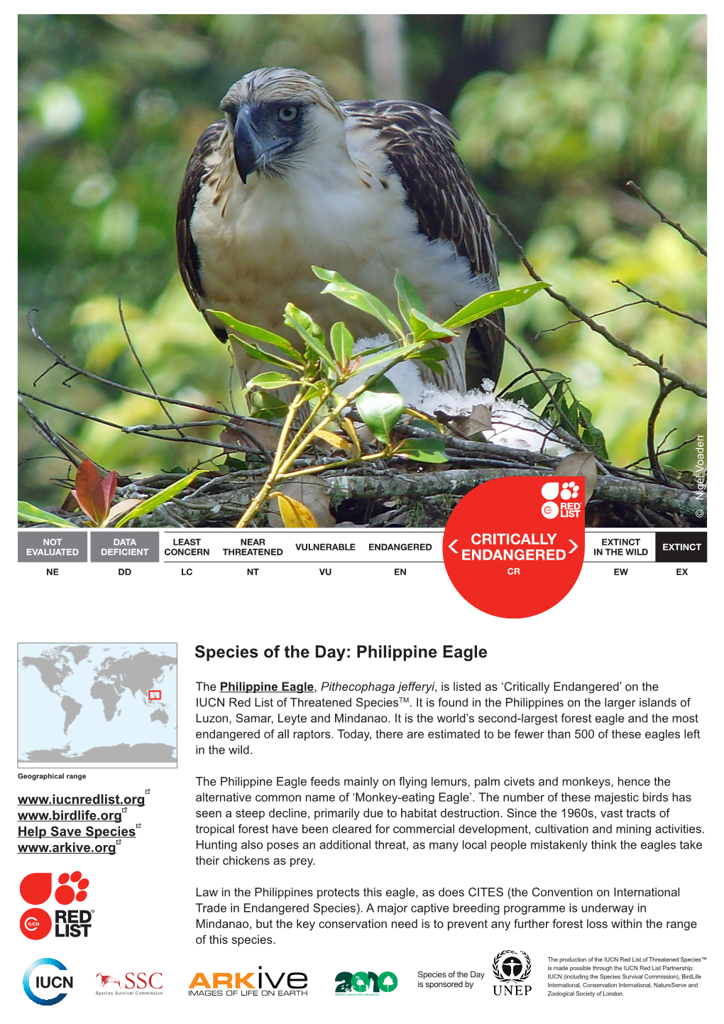 Species of the Day: Philippine Eagle