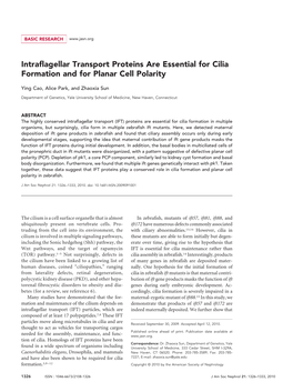 Intraflagellar Transport Proteins Are Essential for Cilia Formation and for Planar Cell Polarity