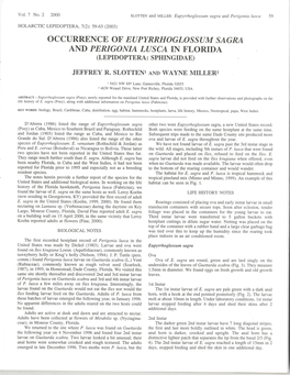 Occurrence of Eupyrrhoglossum Sagra and Perigonia Lusca in Florida (Lepidoptera: Sphingidae)