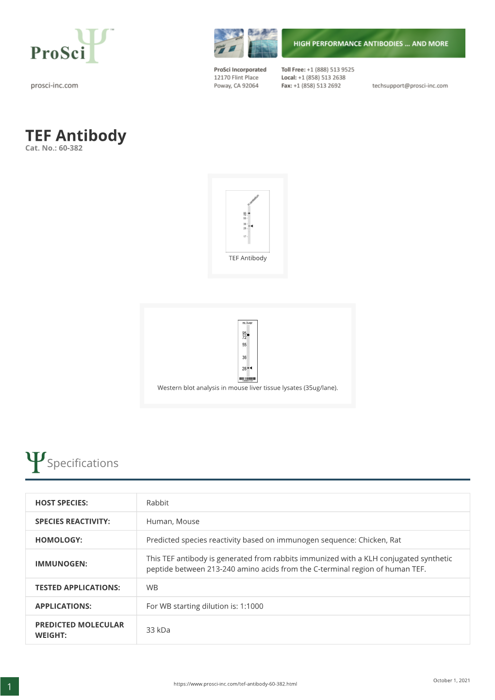 TEF Antibody Cat