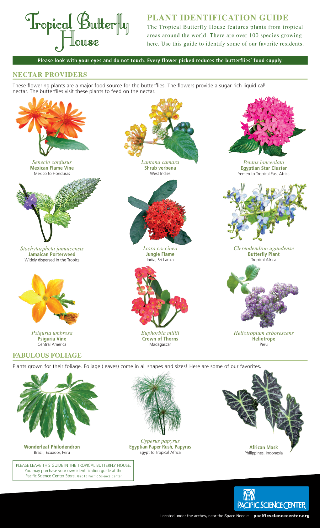 Butterfly House Plant Identification Guide