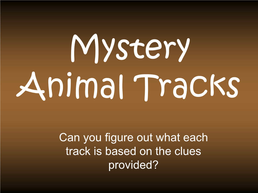 Mystery Animal Tracks