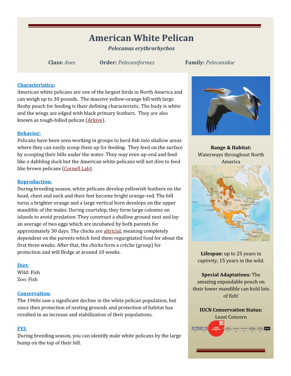 American White Pelican Pelecanus Erythrorhychos