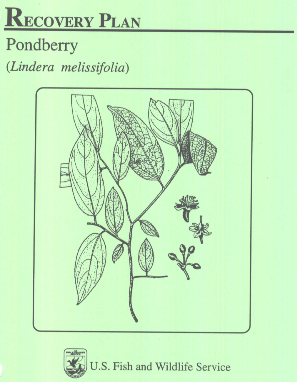 Pondberry (Lindera Melissifolia)