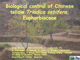 Biological Control of Chinese Tallow Triadica Sebifera, Euphorbiaceae