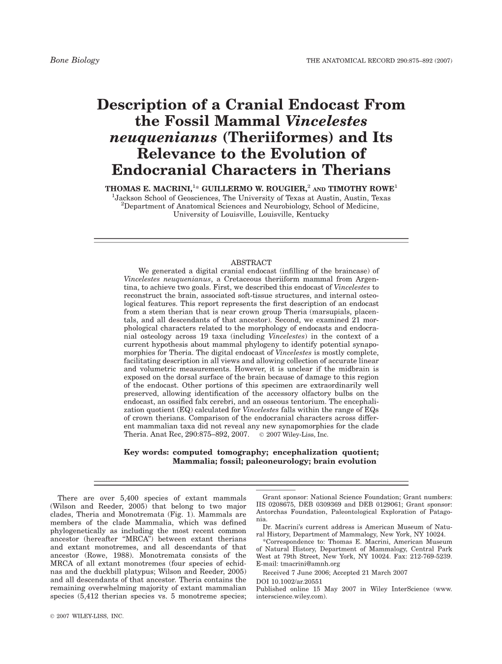 Description of a Cranial Endocast From