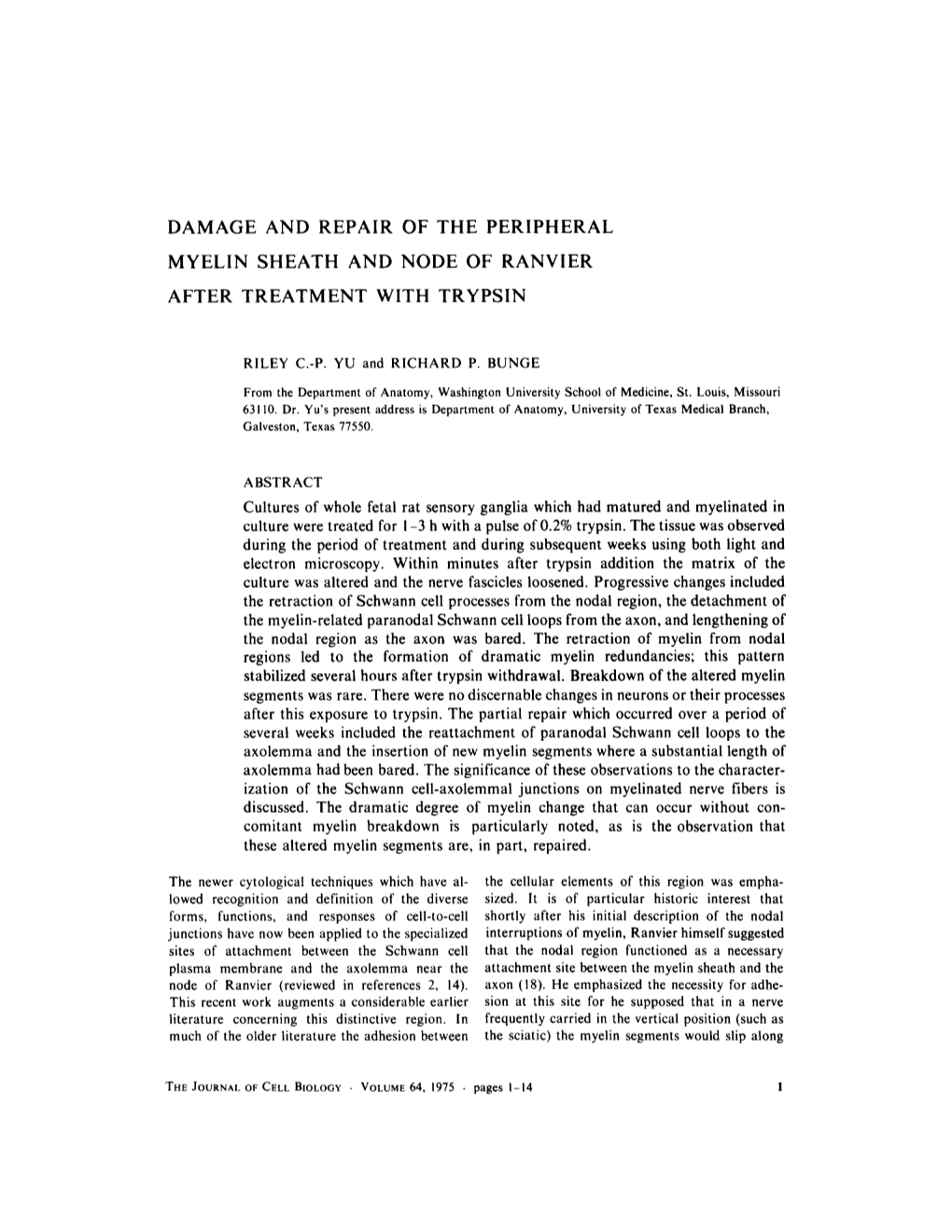 Damage and Repair of the Peripheral Myelin Sheath and Node of Ranvier After Treatment with Trypsin