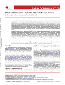 Eurasian Tench (Tinca Tinca): the Next Great Lakes Invader Suncˇica Avlijaš, Anthony Ricciardi, and Nicholas E