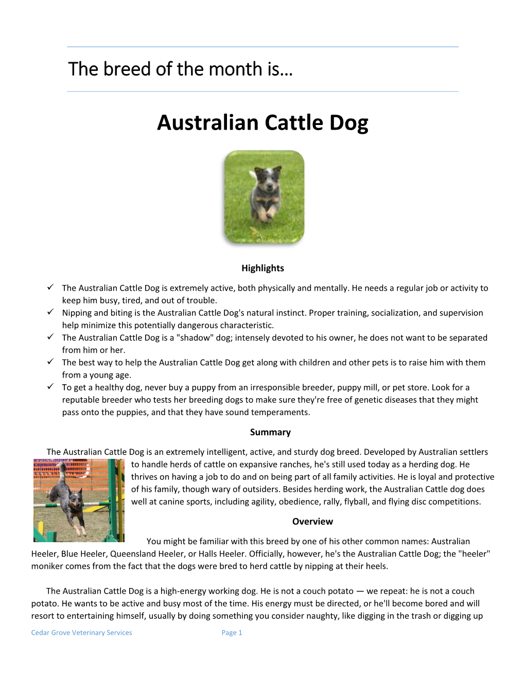 Australian Cattle Dog