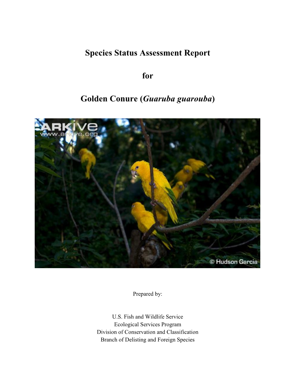 Species Status Assessment Report for Golden Conure (Guaruba Guarouba), 63 Pp