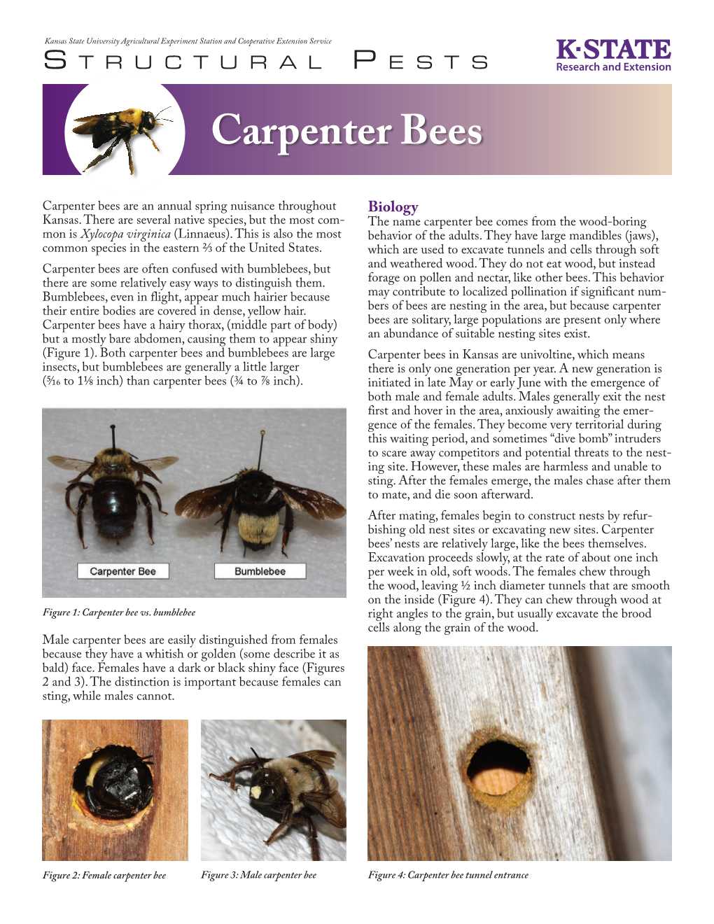 Carpenter Bees