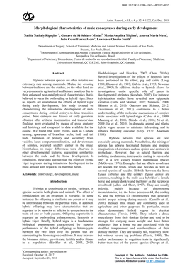 Morphological Characteristics of Mule Conceptuses During Early Development