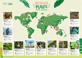 Spectacular Plants Around the World Poster
