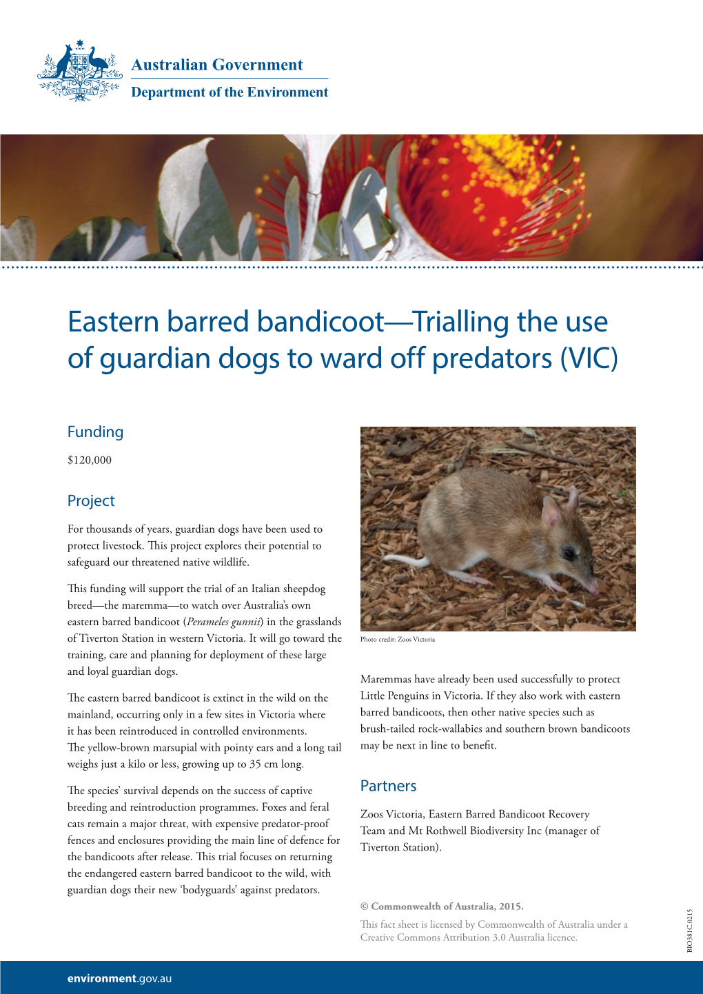 Eastern Barred Bandicoot—Trialling the Use of Guardian Dogs to Ward Off Predators (VIC)