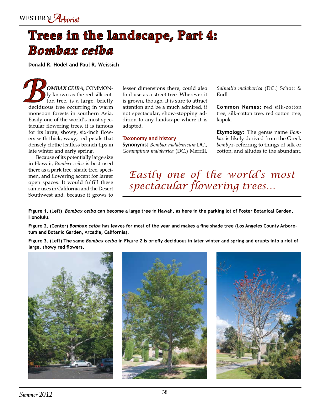 Trees in the Landscape, Part 4: Bombax Ceiba Donald R