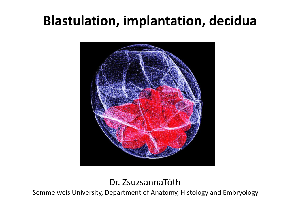 Blastulation, Implantation, Decidua