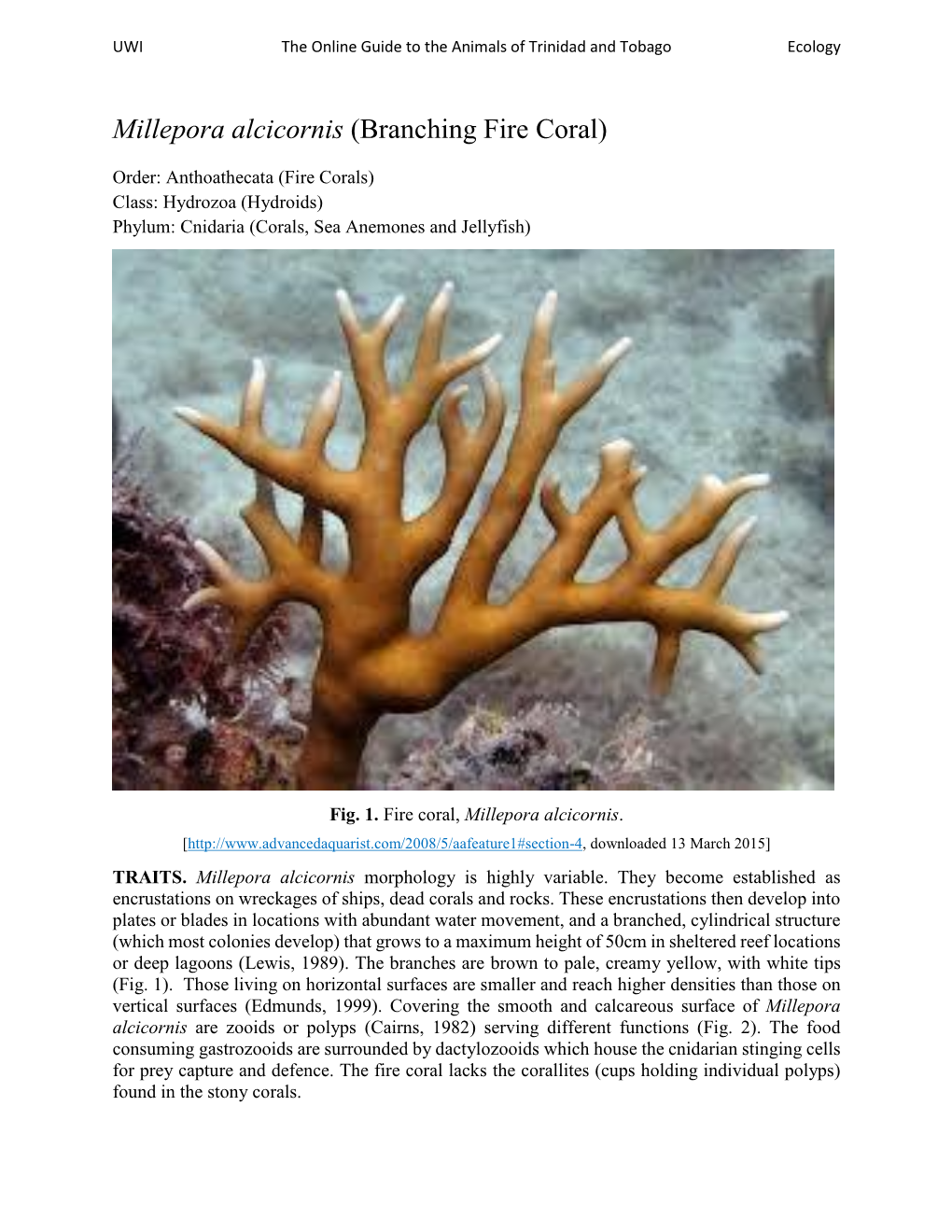 Millepora Alcicornis (Branching Fire Coral)