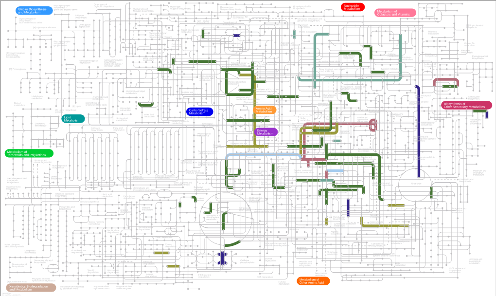 Glycan Biosynthesis Cofactors and Vitamins Amino Acid