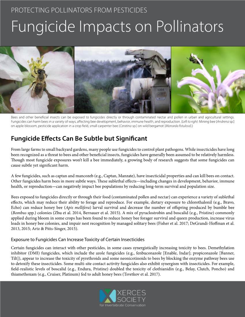 Fungicide Impacts on Pollinators