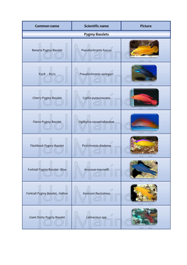 Common Name Scientific Name Picture Pygmy Basslets
