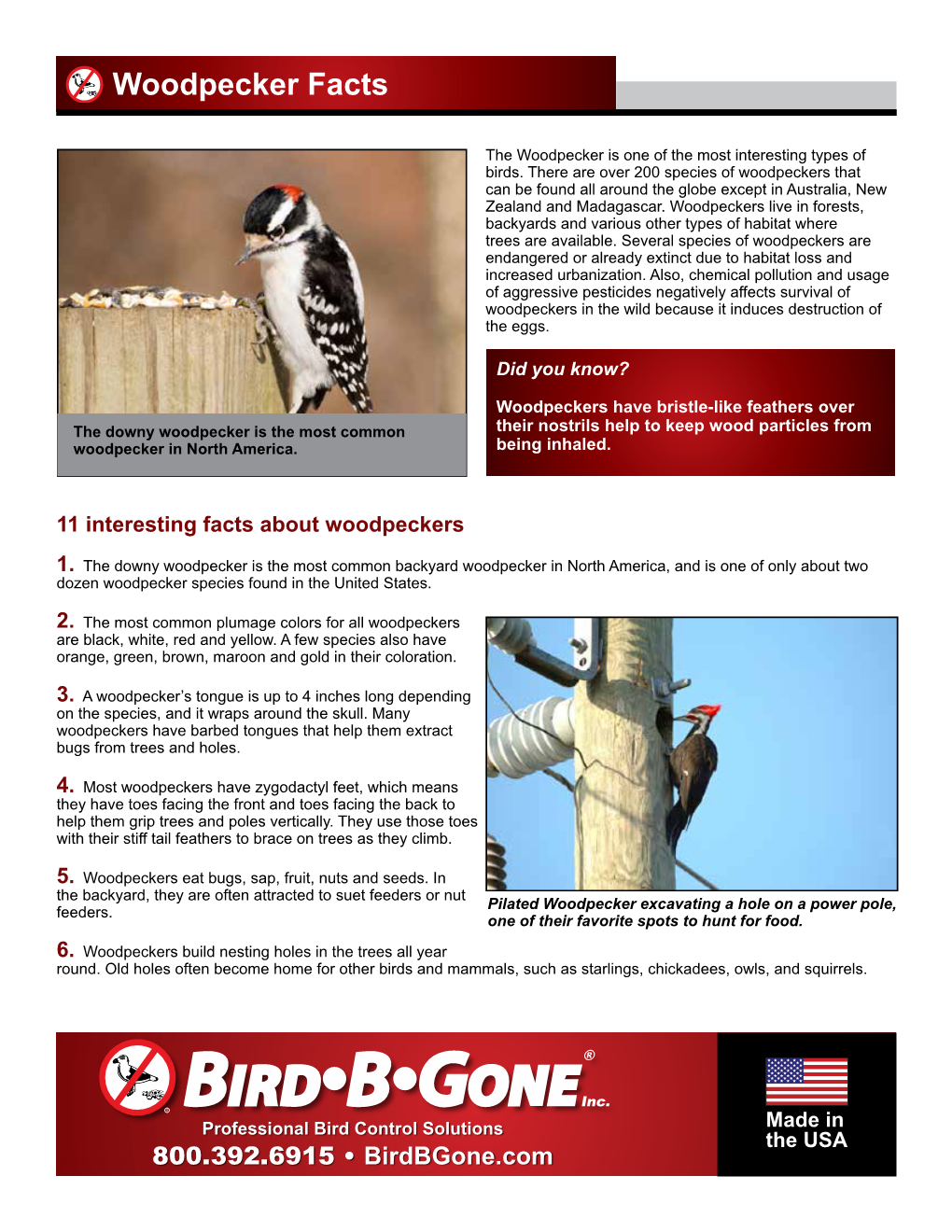 Woodpecker Facts