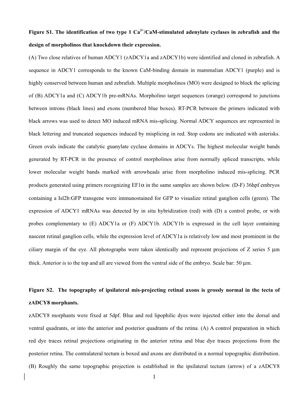 Figure S1. the Identification of Two Type 1 Ca2+/Cam-Stimulated Adenylate Cyclases in Zebrafish and the Design of Morpholinos That Knockdown Their Expression