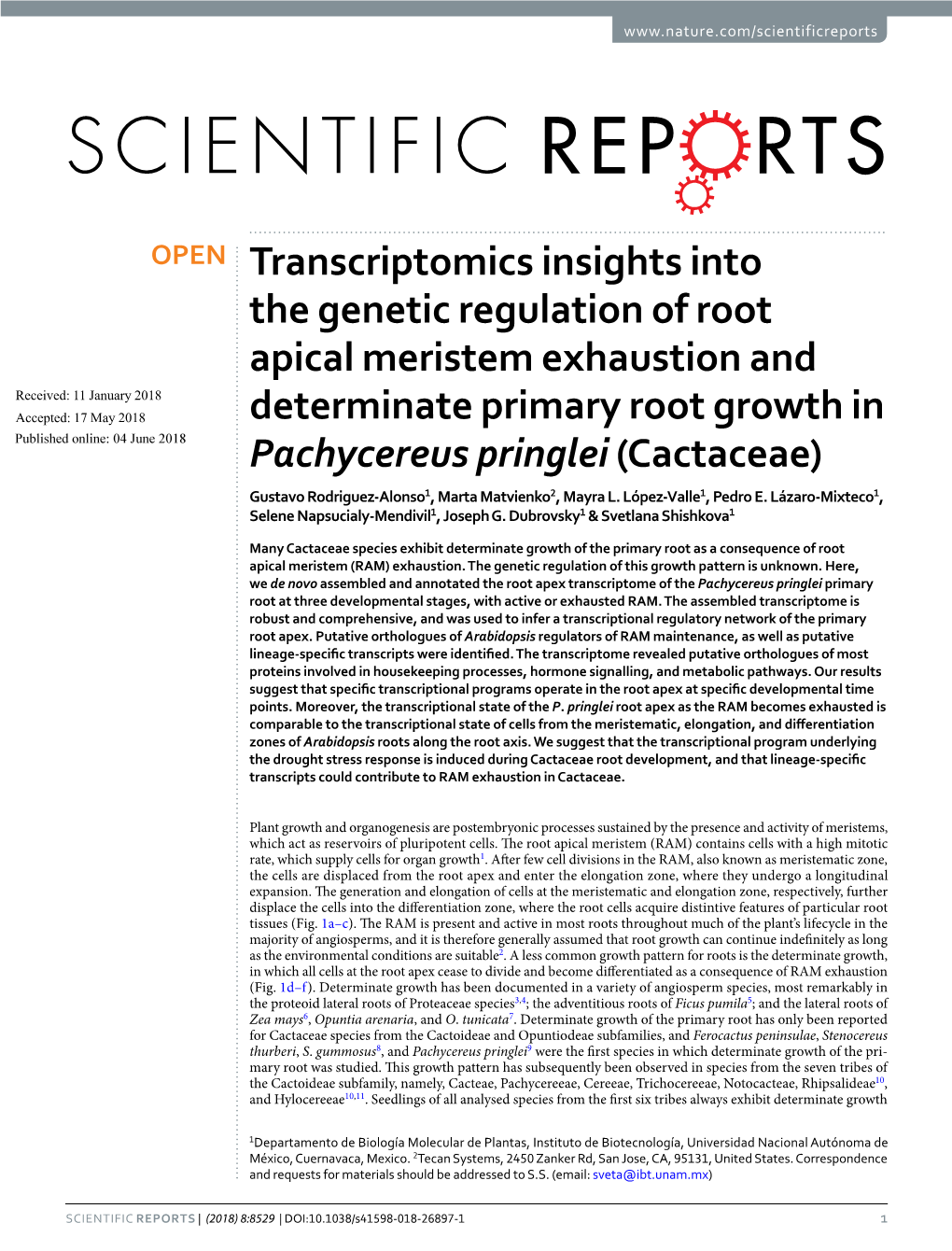 Transcriptomics Insights Into the Genetic Regulation of Root Apical