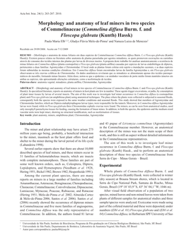 Morphology and Anatomy of Leaf Miners in Two Species of Commelinaceae (Commelina Diffusa Burm