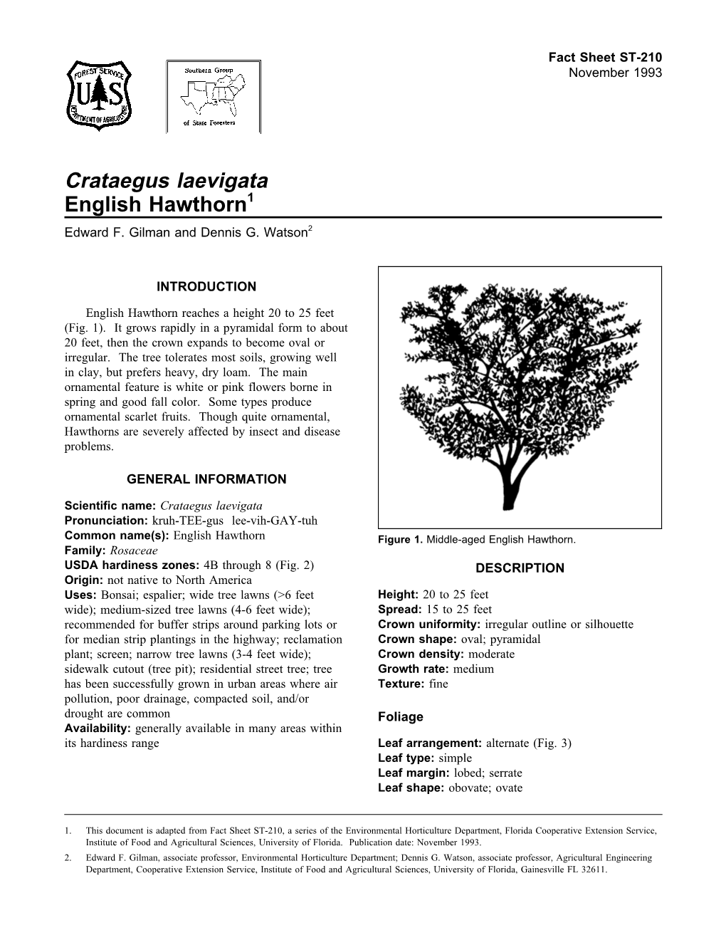 Crataegus Laevigata English Hawthorn1 Edward F