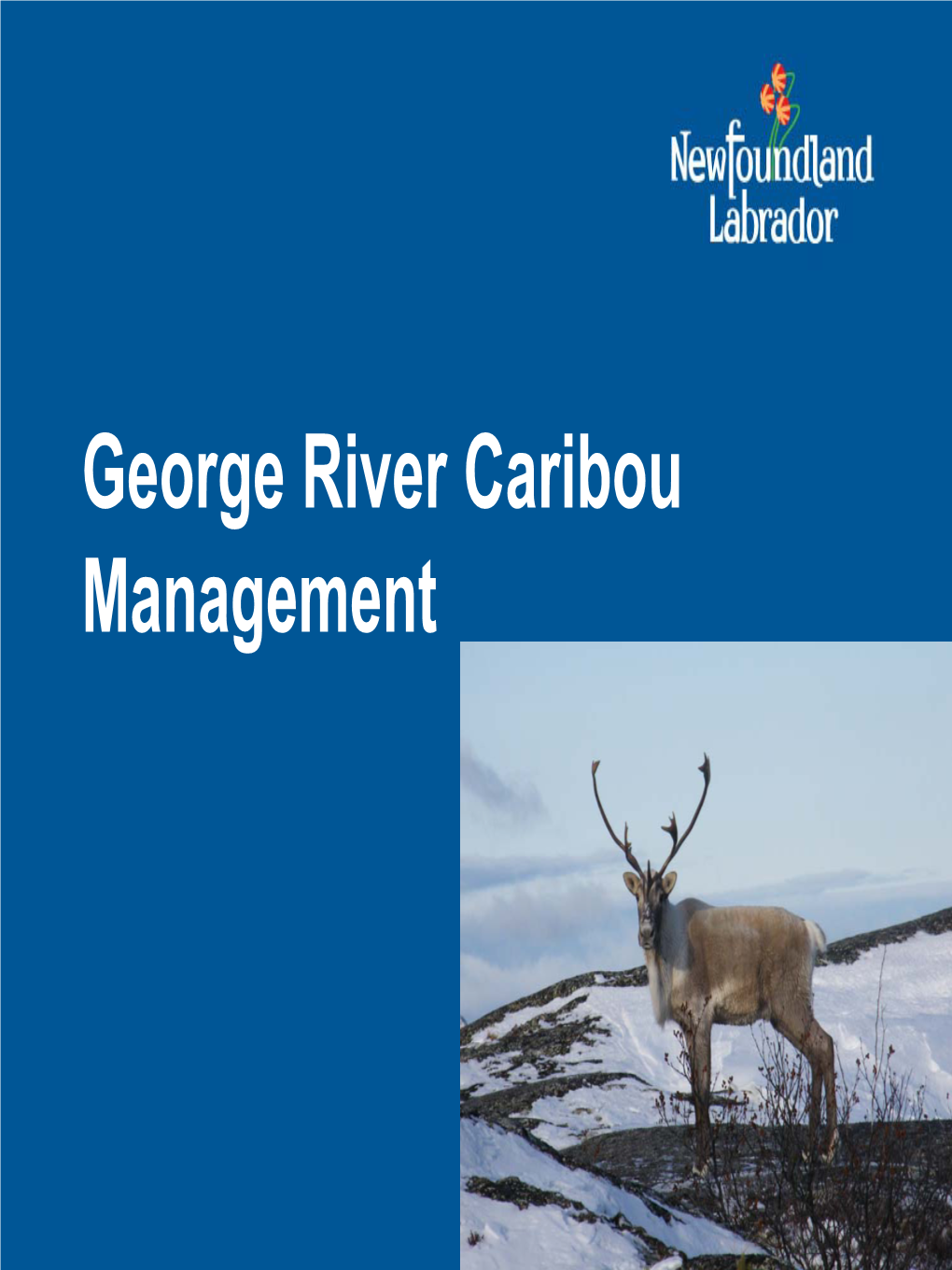 George River Caribou Management Why Are We Consulting?