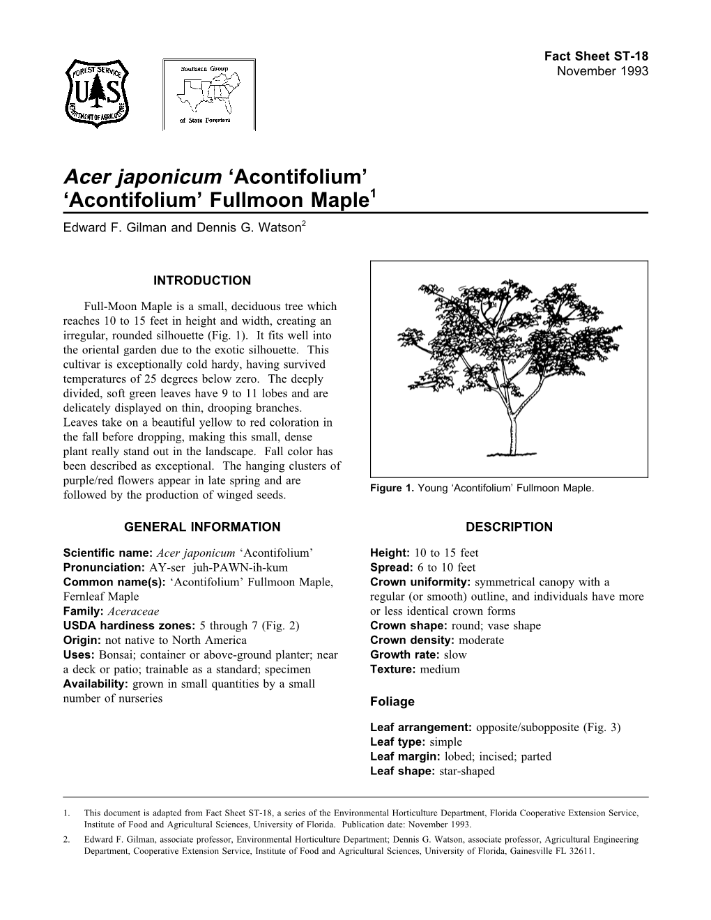 Acer Japonicum ‘Acontifolium’ ‘Acontifolium’ Fullmoon Maple1 Edward F