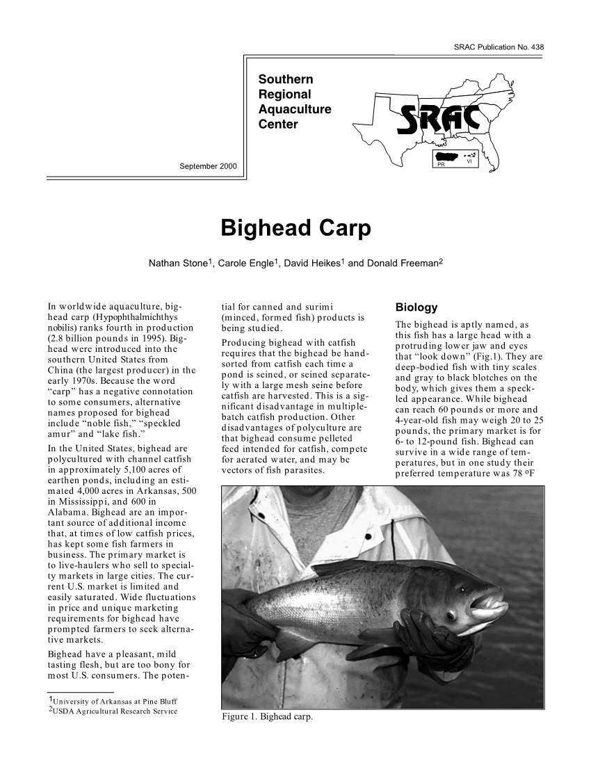 Bighead Carp