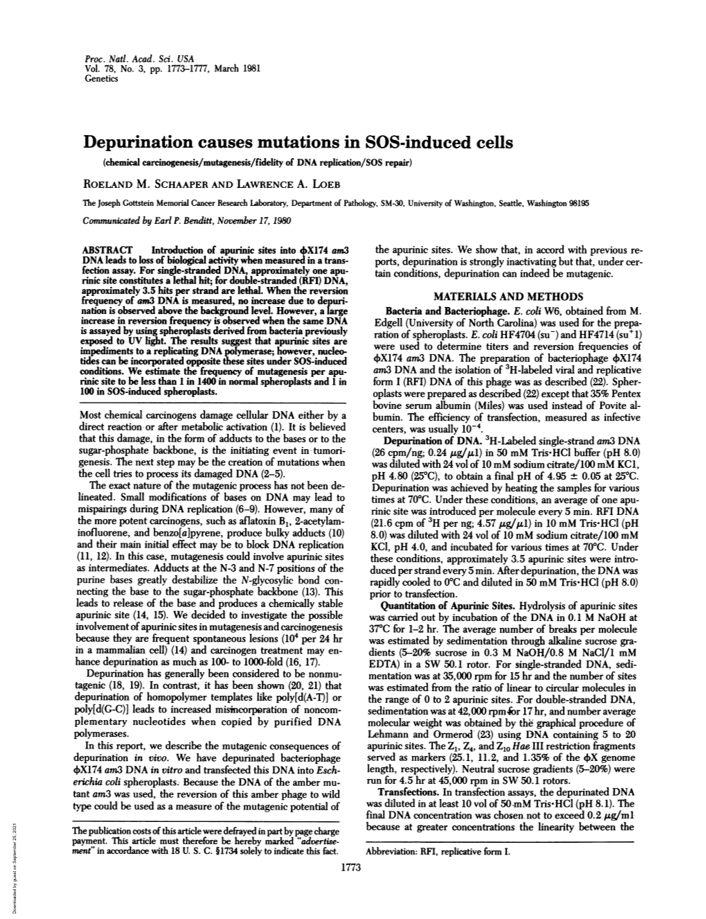 Depurination Causes Mutations in SOS-Induced Cells (Chemical Carcinogenesis/Mutagenesis/Fidelity of DNA Replication/SOS Repair) ROELAND M