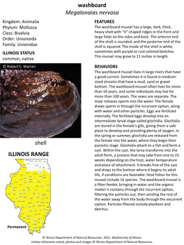 Washboard Megalonaias Nervosa ILLINOIS RANGE Shell