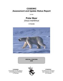 Polar Bear Ursus Maritimus