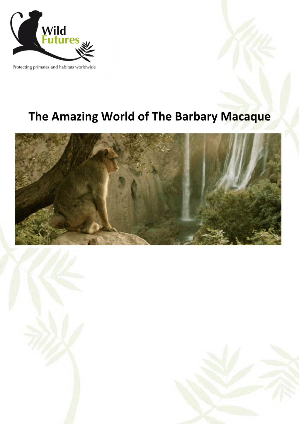 The Amazing World of the Barbary Macaque