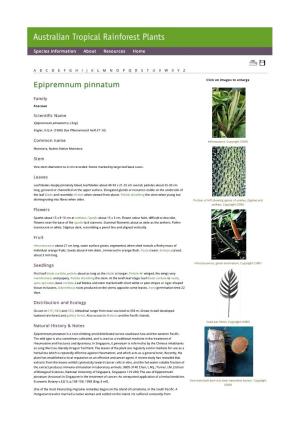 Epipremnum Pinnatum Click on Images to Enlarge