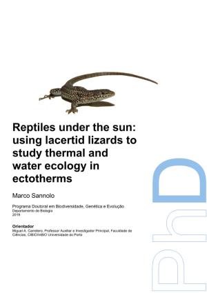 Reptiles Under the Sun: Using Lacertid Lizards to Study Thermal and Water Ecology in Ectotherms