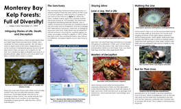 Monterey Bay Kelp Forests: Full of Diversity!