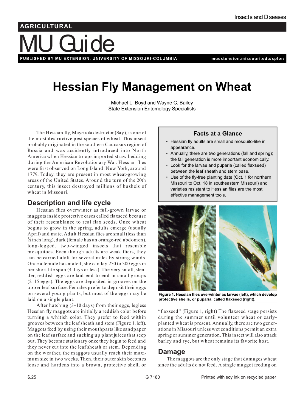 Hessian Fly Management on Wheat