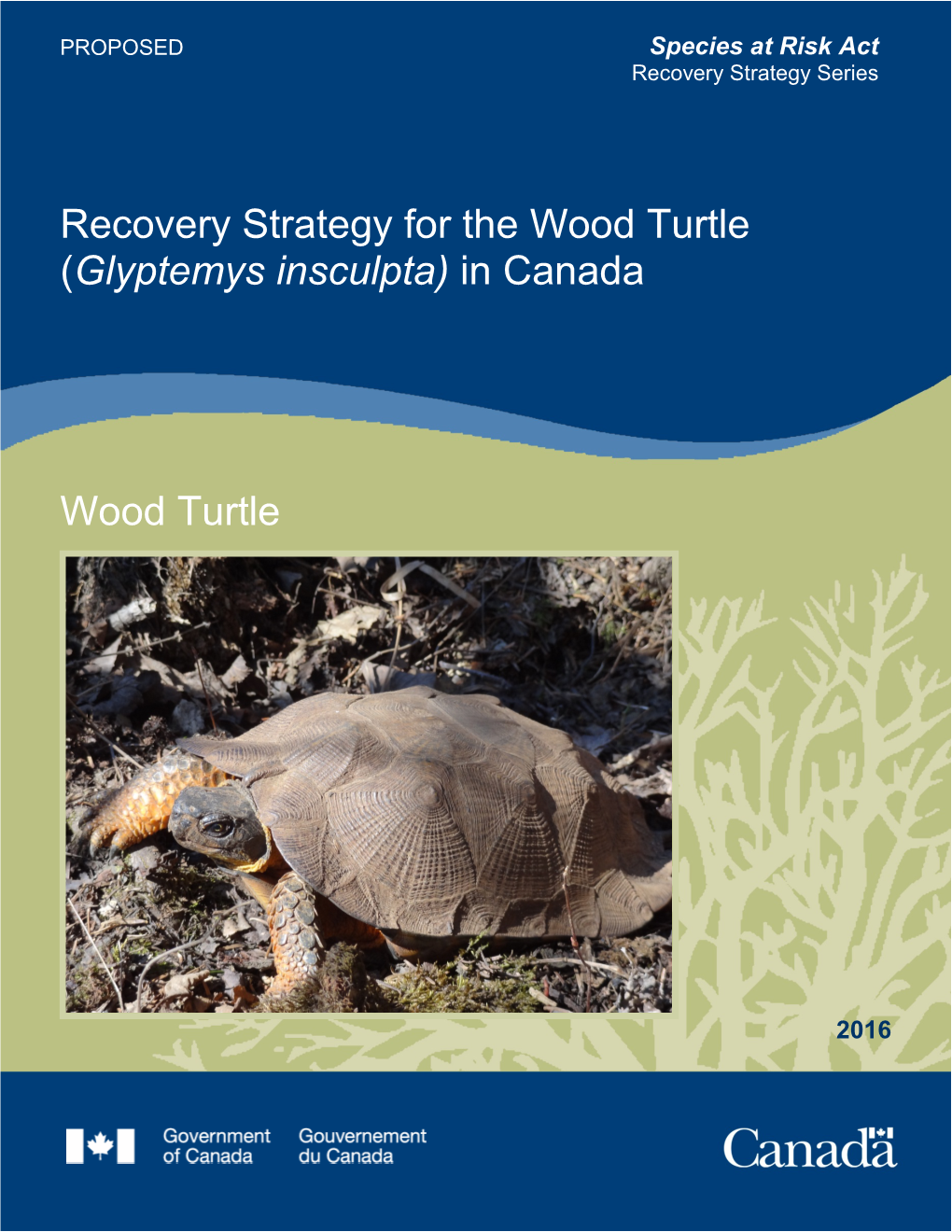 Wood Turtle (Glyptemys Insculpta) in Canada